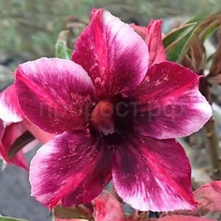 Адениум PurpleKing DESERT ROSE 3шт