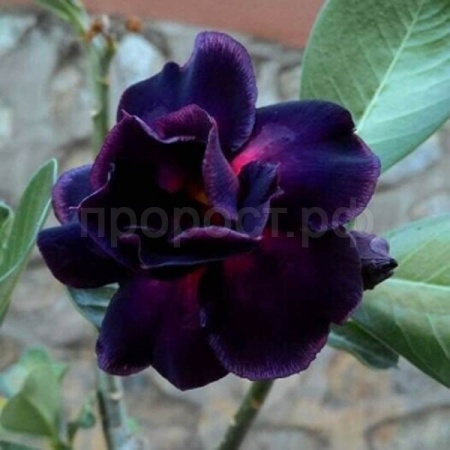 Адениум Triple Magenta DESERT ROSE 3шт