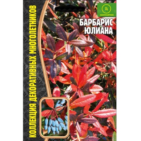 Редкие растения Барбарис Юлиана 5 шт. 