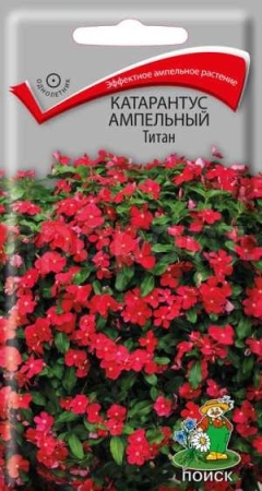 Катарантус ампельный Титан 10шт