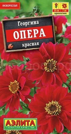 Георгина Опера красная 7шт