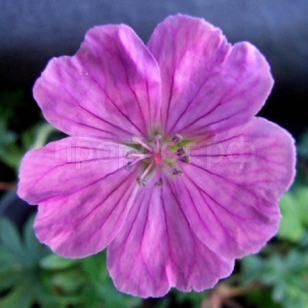 Герань Vision Violet Apex садовая