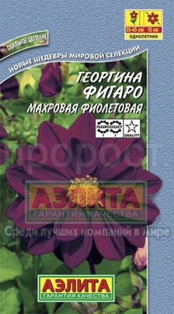 Георгина Фигаро фиолетовая махровый 7шт