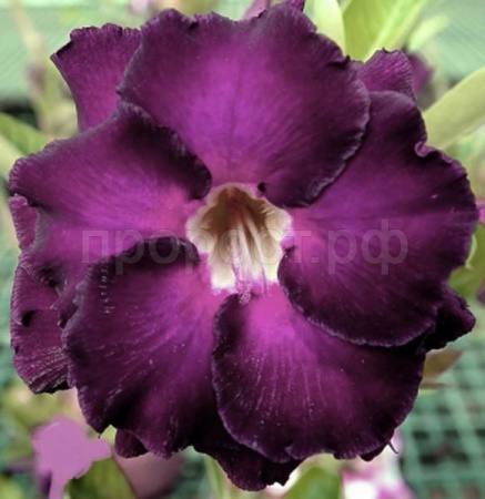 Адениум Ночной Ангел DESERT ROSE 3шт