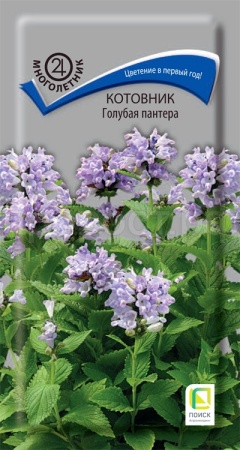Котовник Голубая пантера 10шт Поиск