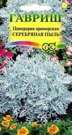 Цинерария приморская Серебрянная пыль 0,1г