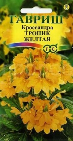 Кроссандра Тропик желтая 3 шт 