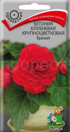 Бегония клубневая крупноцветковая Красная 5шт